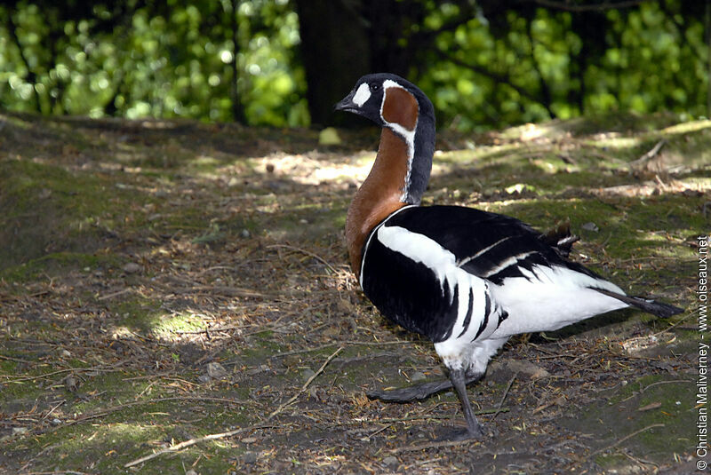 Red-breasted Gooseadult
