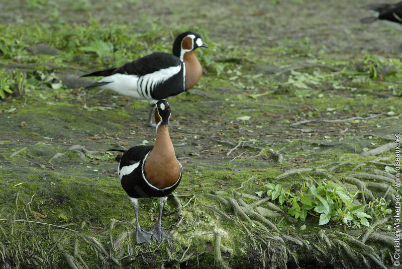 Red-breasted Gooseadult, identification