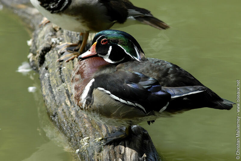 Wood Duck male adult breeding, identification