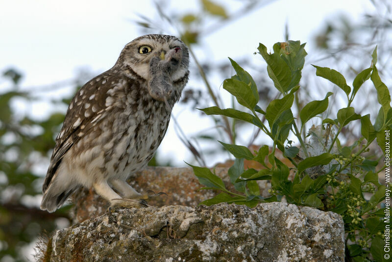 Little Owl male adult, feeding habits
