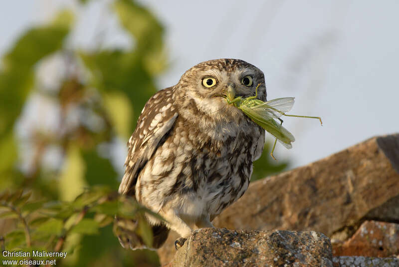 Little Owl male adult, feeding habits
