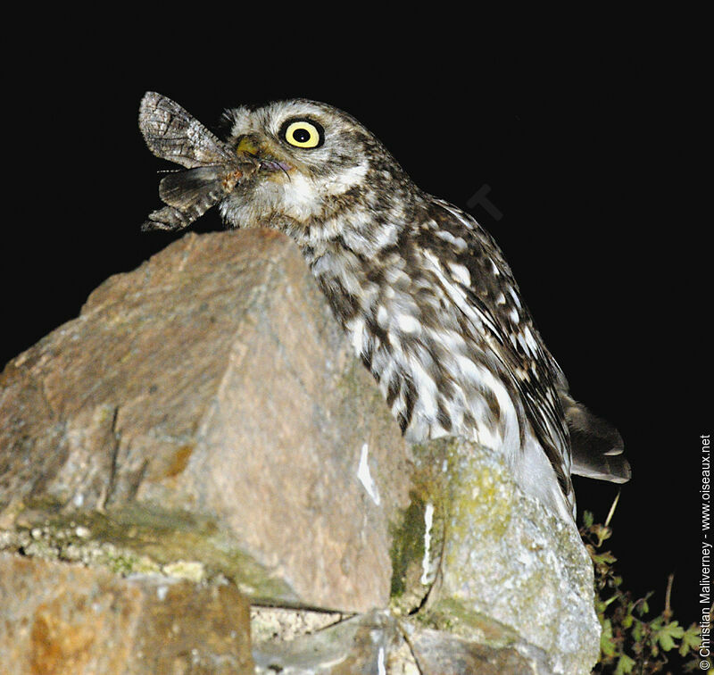 Little Owl female adult, feeding habits