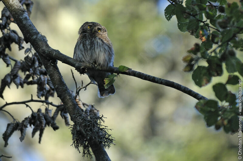Eurasian Pygmy Owl male adult, identification