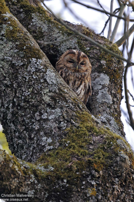 Tawny Owl female adult, habitat, pigmentation
