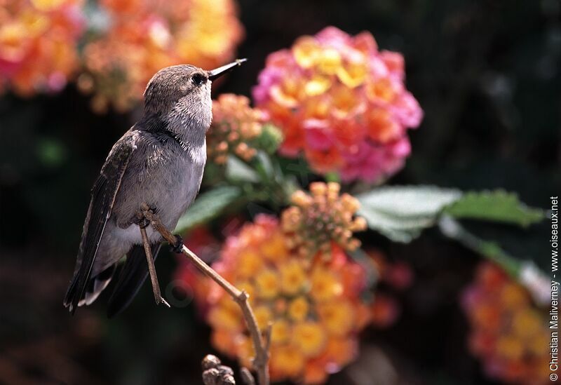 Costa's Hummingbird female adult