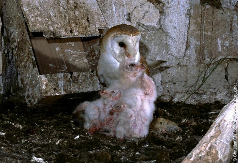 Western Barn Owl male adult breeding