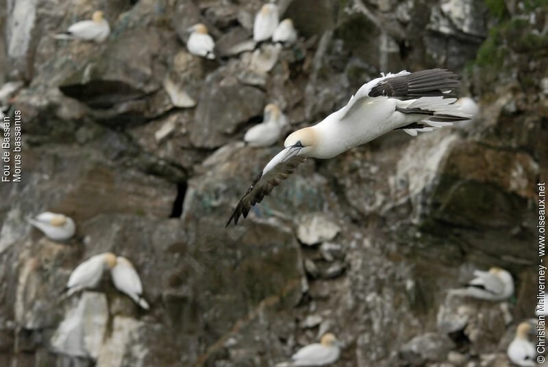 Northern Gannetadult breeding, Flight, Reproduction-nesting