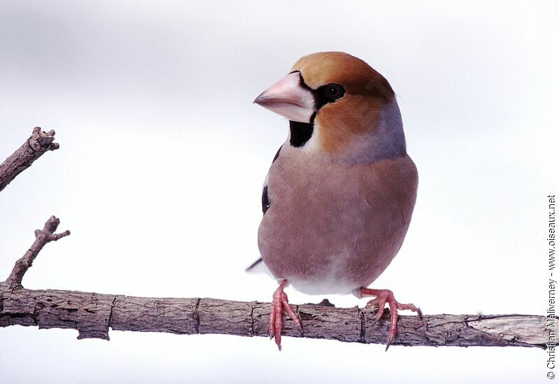 Hawfinch male adult post breeding