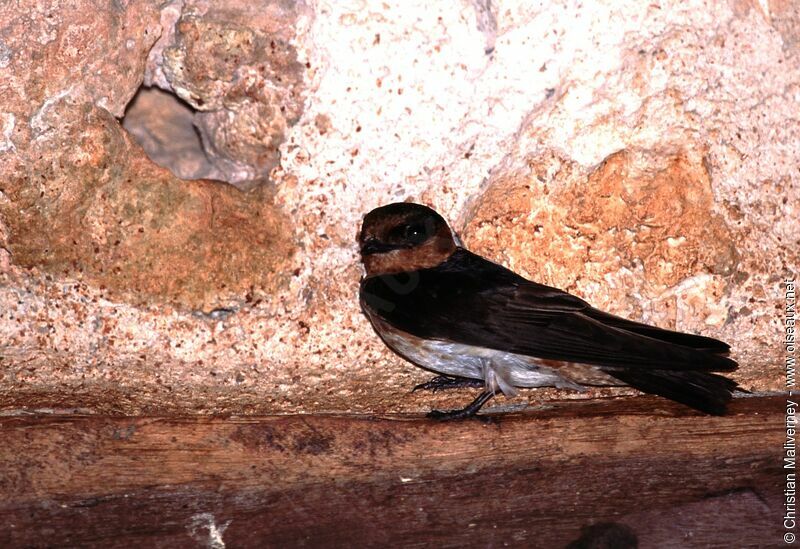 Cave Swallowadult