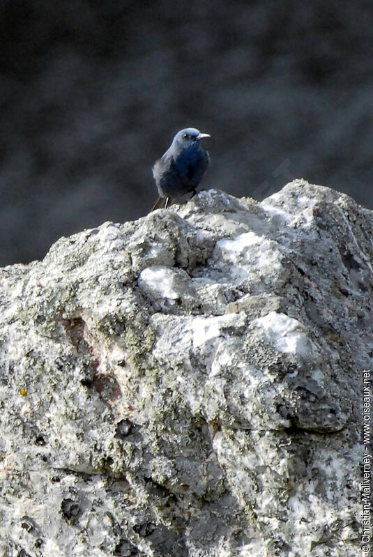 Blue Rock Thrush male adult