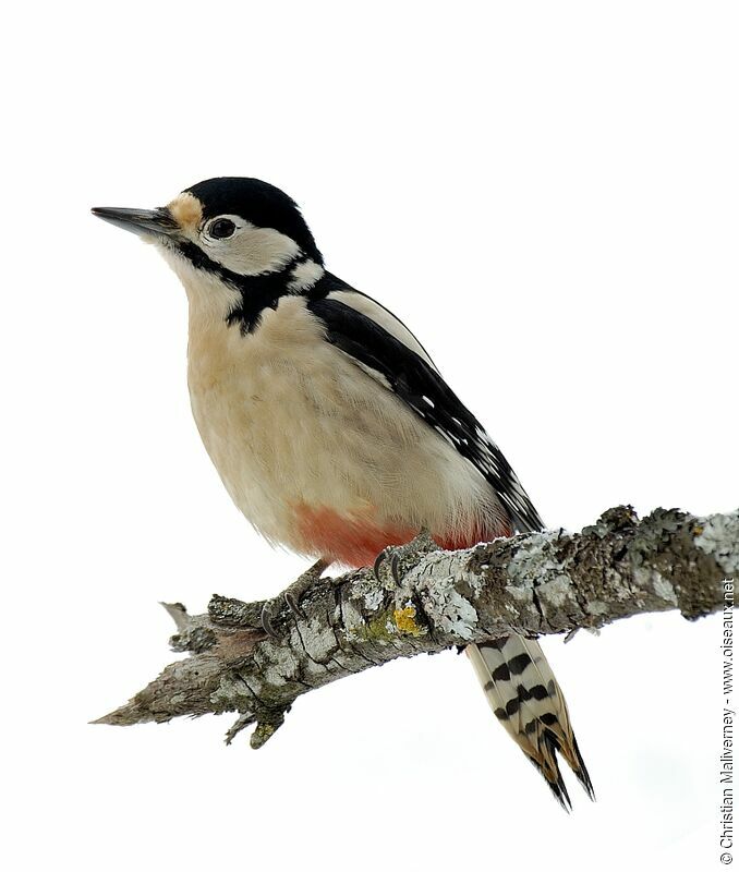 Great Spotted Woodpecker female adult