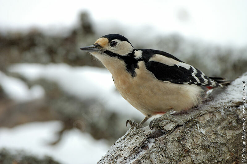 Great Spotted Woodpecker female adult