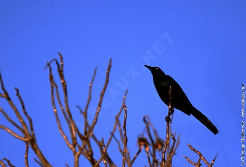 Great-tailed Grackleadult